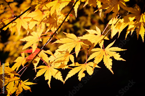 Close-up yellow maple leaves in the forest on black background