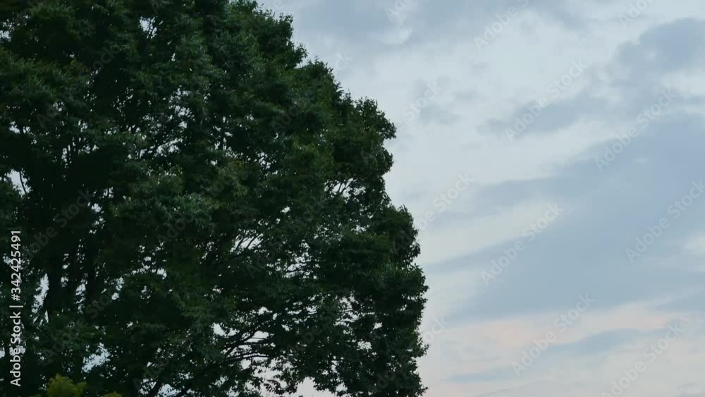 Dusk view. Big trees shake with the wind in JAPAN. without sounds Dusk view. Big trees shake with the wind in JAPAN. without sounds