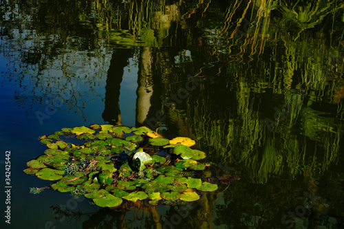A small pond with plants and reflections from trees on a sunny day