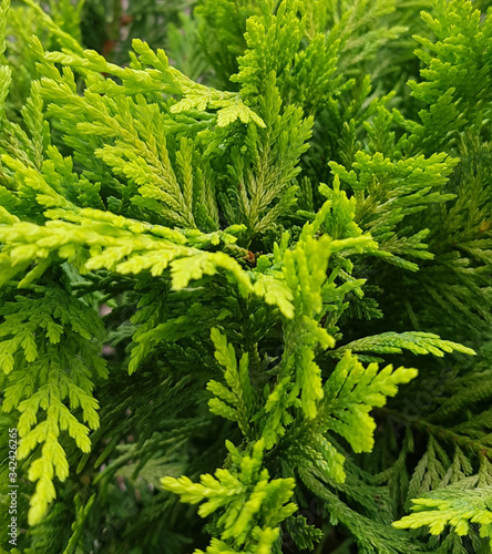 Green Juniper tree leaves  Durban  South Africa  