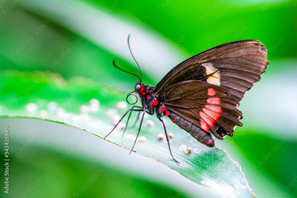 Beautiful heliconius butterfly sitting on flower in a summer garden Beautiful heliconius butterfly sitting on flower in a summer garden