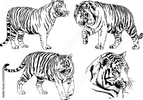 set of vector drawings on the theme of predators tigers are drawn by hand with ink tattoo logos