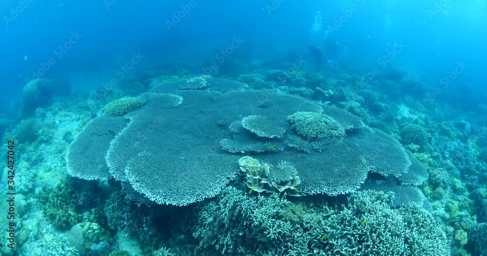 tropical table corals and fish scenery underwater ocean wiev tropical table corals and fish scenery underwater ocean wiev