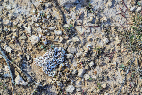 White lichen on a rock in a rocky desert in New Mexico