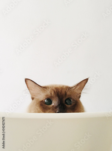 Fototapeta Naklejka Na Ścianę i Meble -  Portrait of siamese cat hiding behind chair.