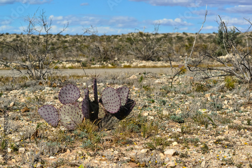 Cacti New Mexico. Prickly pear Opuntia sp. in a rocky desert in New Mexico, USA photo