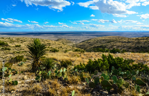 Desert landscape  yucca  cacti and desert plants on the prairies in New Mexico