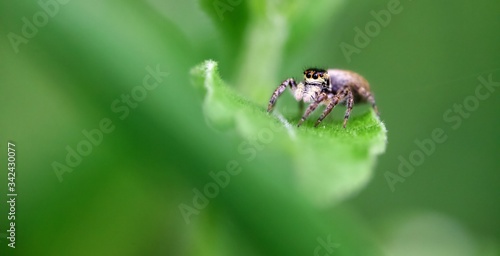 Araignée sauteuse © mathisprod