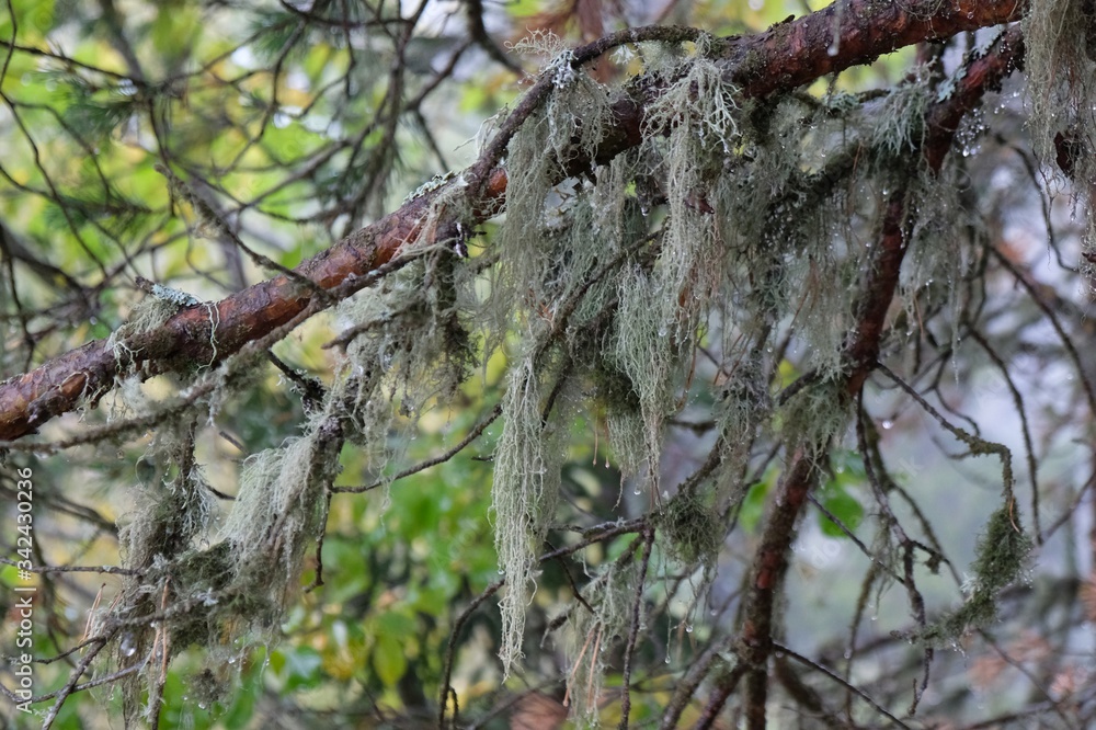 Usnea filipendula (fishbone beard lichen) is a pale gray-green fruticose lichen with a pendant growth form, hanging from the bark of trees - forest in Borjomi, Georgia. It has healing properties. Usnea filipendula (fishbone beard lichen) is a pale gray-green fruticose lichen with a pendant growth form, hanging from the bark of trees - forest in Borjomi, Georgia. It has healing properties.