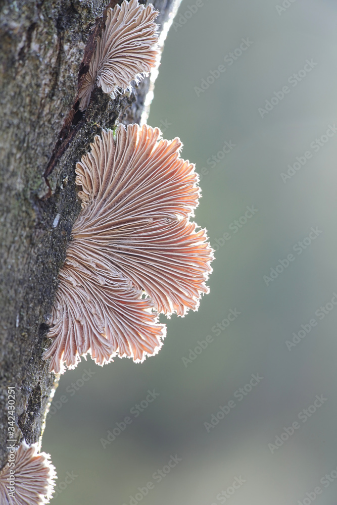 Antibiotic fungus, Schizophyllum commune, known as split gill or