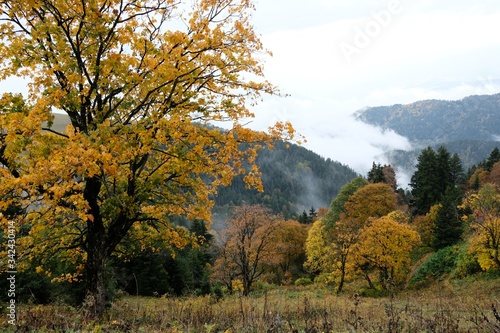 Beautiful colorful autumn trees in misty day. On the route from the Mt. Megruki peak to Atskuri. Borjomi-Kharagauli National Park, Borjomi, Georgia. 