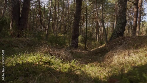 walk on the path in the beautiful spring forest