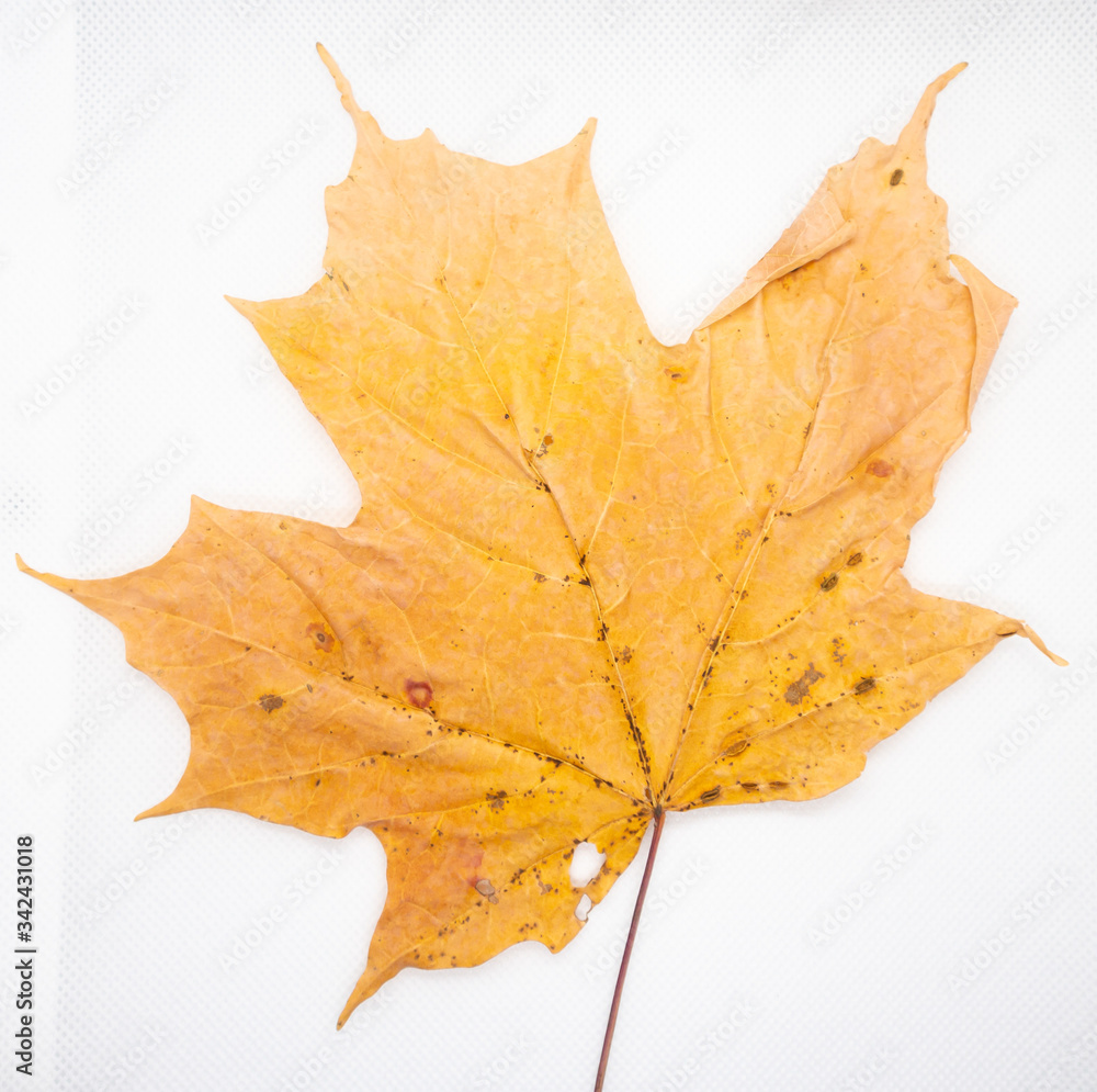 close view of dry yellow maple leaf on white background close view of dry yellow maple leaf on white background
