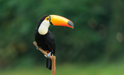 Keuken achterwand Toekan Tropische toekan in vogelreservaat  © xiaoliangge