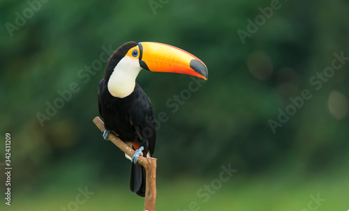 Fotografiet Toco toucan in the reserve of exotic tropical birds