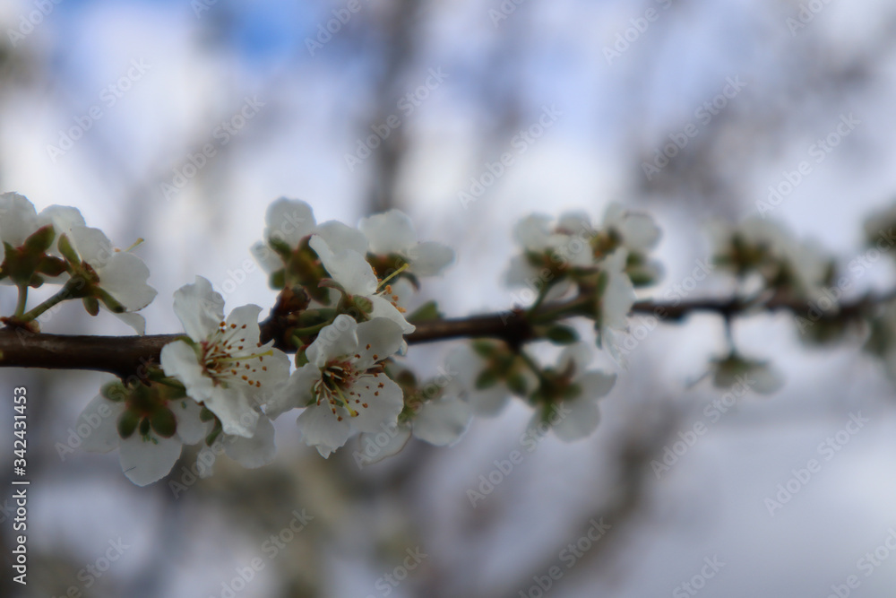 Flowering plum tree in the garden. Spring natural background. Flowering plum tree in the garden. Spring natural background.