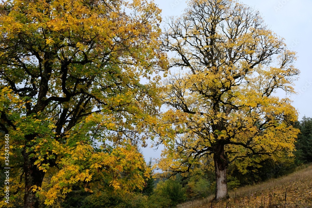 Beautiful colorful autumn trees in misty day. On the route from the Mt. Megruki peak to Atskuri. Borjomi-Kharagauli National Park, Borjomi, Georgia. 