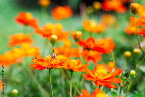bee on Yellow flower ,petals in multiple layers