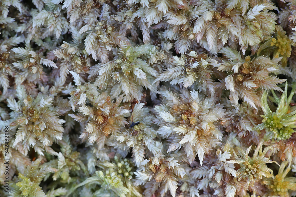 Spaghnum magellanicum (Spaghnum divinum), a peat moss or bog-moss from Finland Spaghnum magellanicum (Spaghnum divinum), a peat moss or bog-moss from Finland