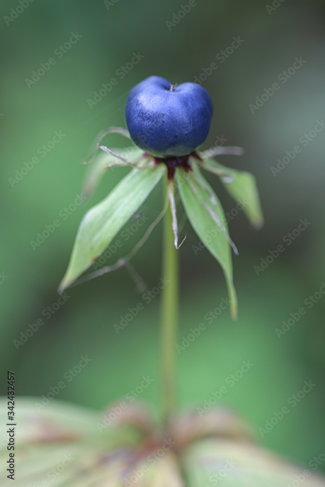 Paris quadrifolia, known as the the herb-paris or true lover's knot, wild plant from Finland Paris quadrifolia, known as the the herb-paris or true lover's knot, wild plant from Finland