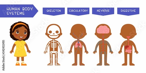 Human body systems educational kids banner flat vector template. Illustrated cute anatomy, internal organs structure for children. Cartoon skeleton, circulatory, nervous, digestive systems