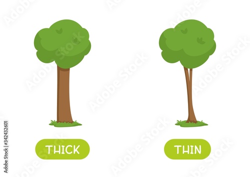 Antonyms concept, THICK and THIN. Educational flash card with trees of different thicknesses template. Word card for english language learning with opposites. Flat vector illustration with typography