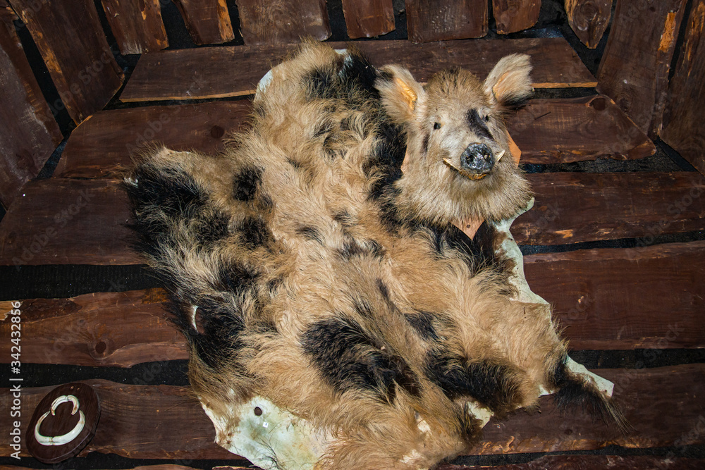 wild boar hunting trophy on wall