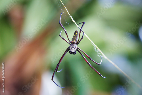 The big banana spider weaving the web in the jungle. Malaysia, Perhentian Besar island.