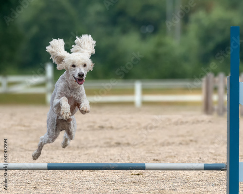 Poodle jumps over an agility hurdle