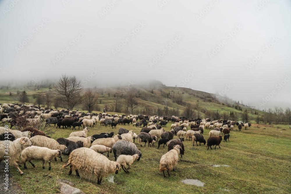 Fototapeta premium herd of sheep in green meadow. artvin/turkey