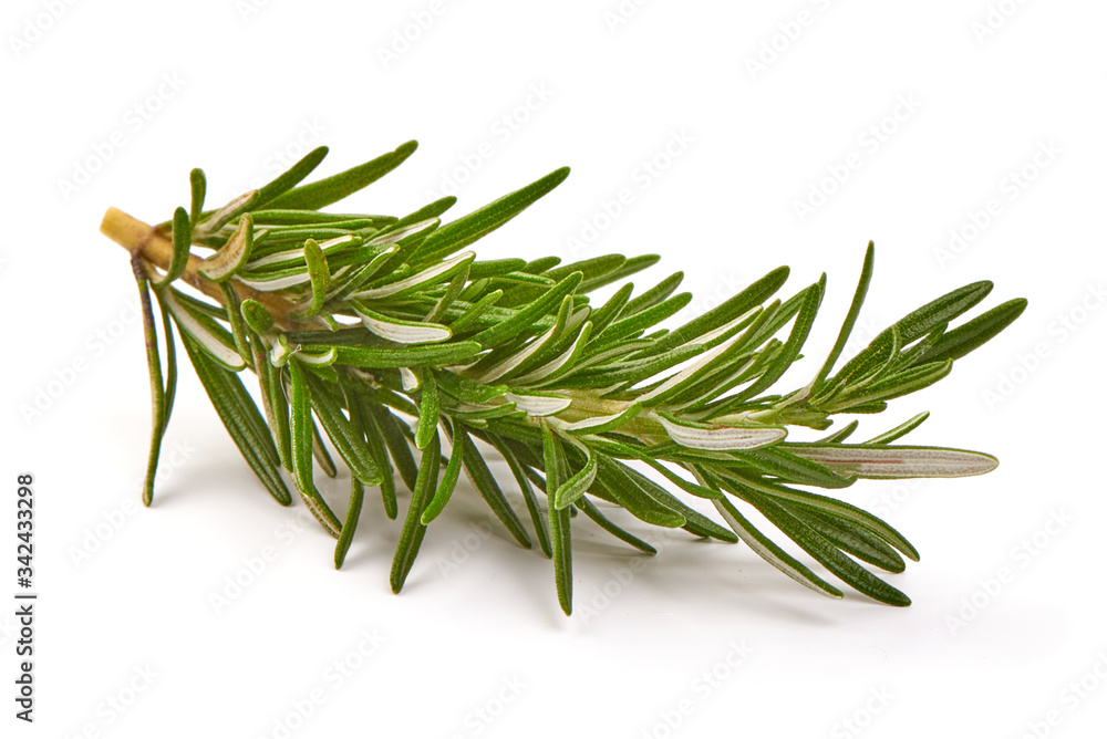 Twig of rosemary, isolated on white background Twig of rosemary, isolated on white background