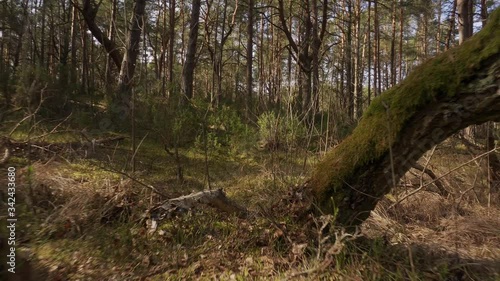 walk on the path in the beautiful spring forest