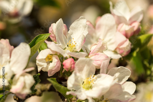 Blossoming apple tree garden in spring close up
