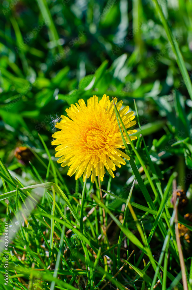 yellow dandelion flower in spring yellow dandelion flower in spring