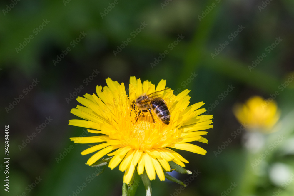 Biene auf der Suche nach Nektar auf einem Löwenzahn Biene auf der Suche nach Nektar auf einem Löwenzahn