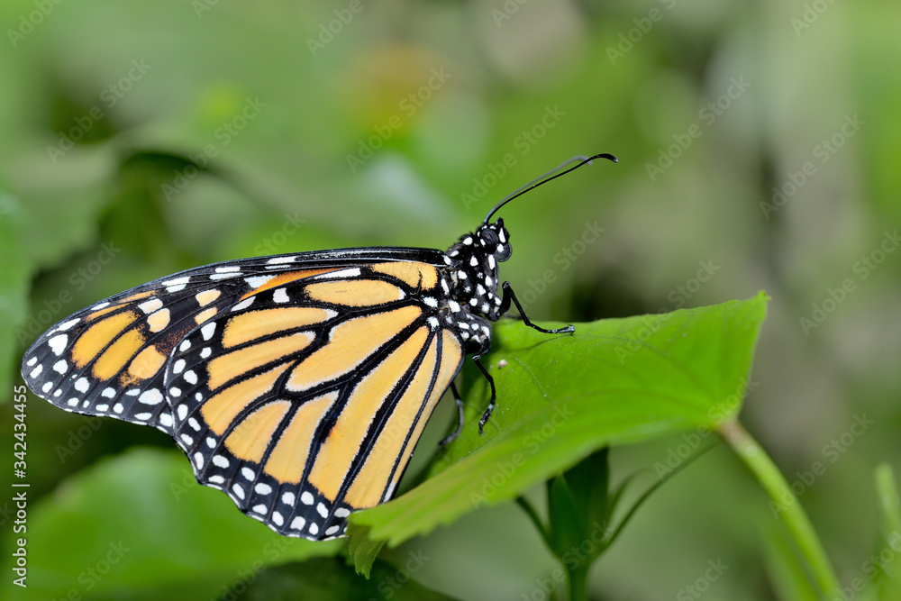 Fototapeta premium mariposa monarca en una hoja verde (Danaus plexippus) Marbella Andalucía España 