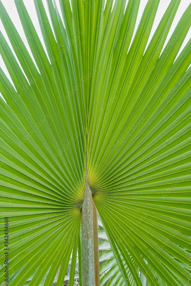 Fototapeta premium Natural green leaves of palm trees pattern texture background.