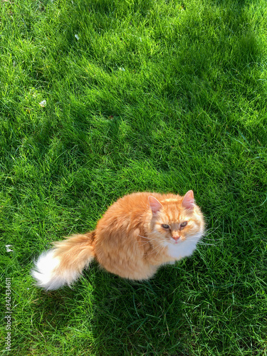 A ginger longhaired cat looks up at camera from soft green grass