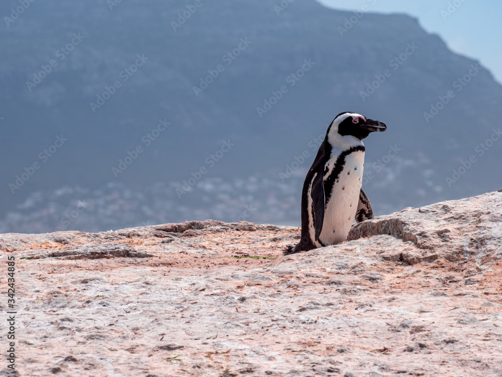Obraz premium Penguin Colony at the South African free landscape