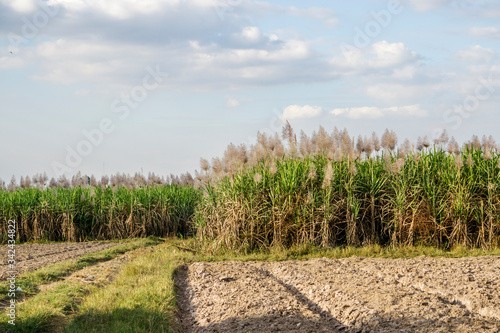 Sugar cane field and Workers havesting sugar cane on field at Tay Ninh, Vietnam.