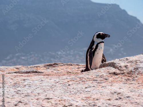 Penguin Colony at the South African free landscape