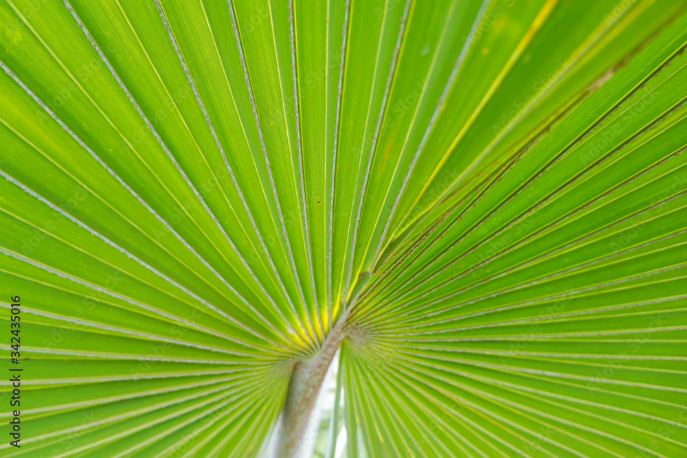 Fototapeta premium Natural green leaves of palm trees pattern texture background.