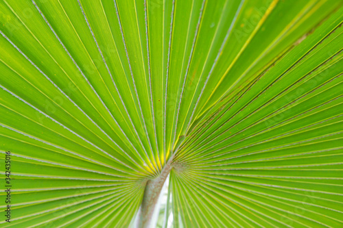 Natural green leaves of palm trees pattern texture background.