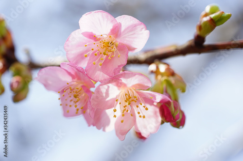 河津桜のピンクの花 © ykimura65