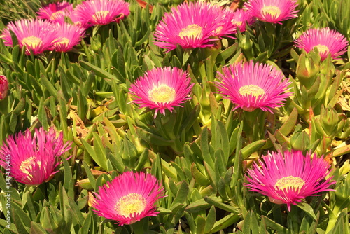 Meadow with big beautiful  vibrant pink flowers head of Ice plant