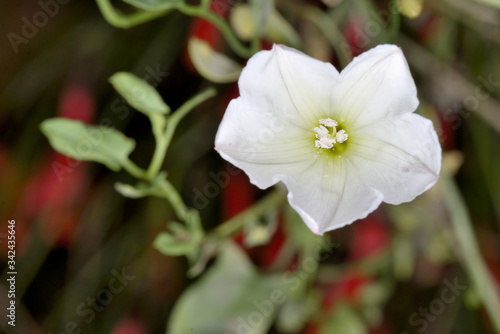 flor blanca con tallos verdes y fondo rojo  Marbella Andaluc  a Espa  a