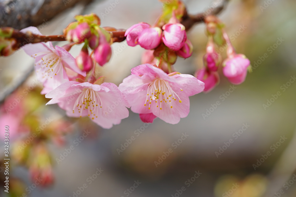 Naklejka premium 淀緑地の河津桜