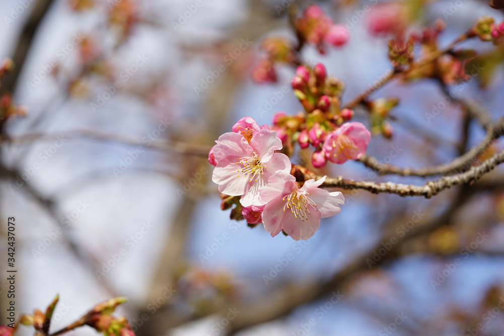 河津桜のピンクの花