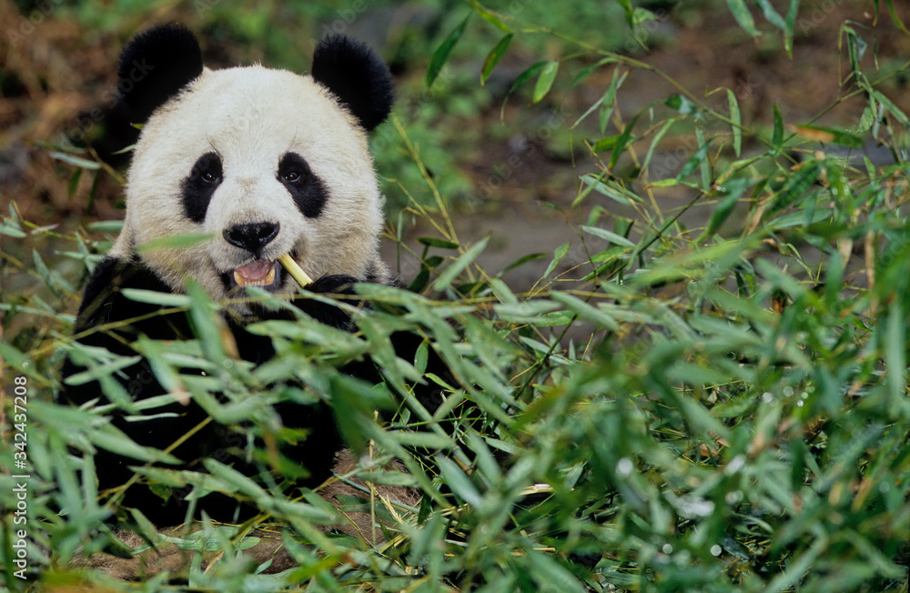Giant panda Giant panda