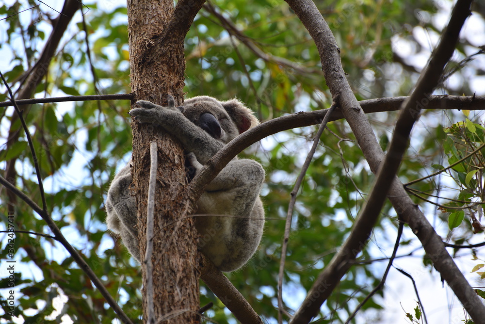 Fototapeta premium koala in tree